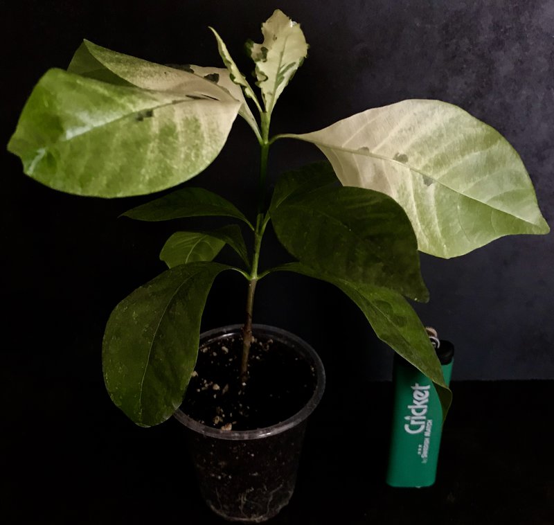 Gardenia.jpg
