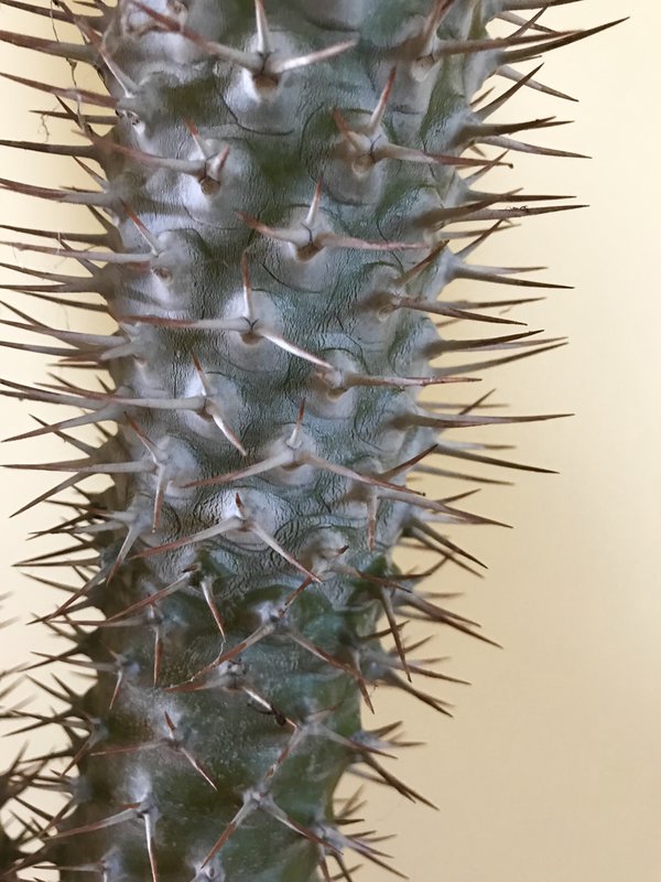 Pachypodium Lamerei2.jpg
