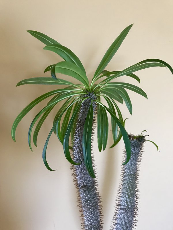 Pachypodium Lamerei3.jpg