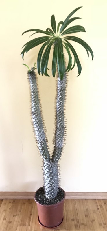 Pachypodium Lamerei1.jpg