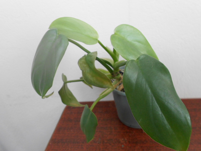 DSCN2774.JPG