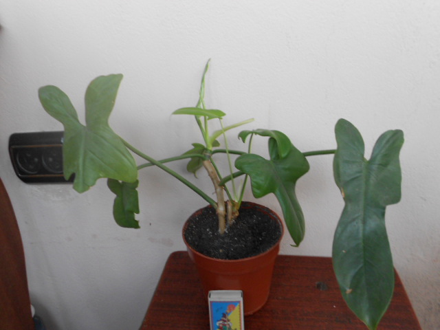 DSCN2784.JPG