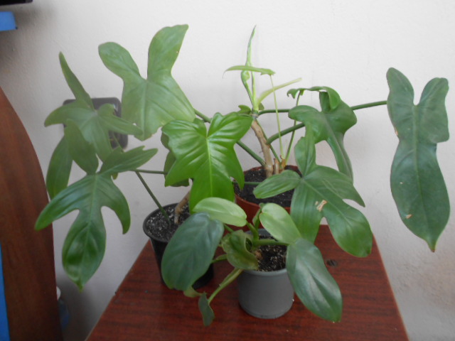 DSCN2787.JPG