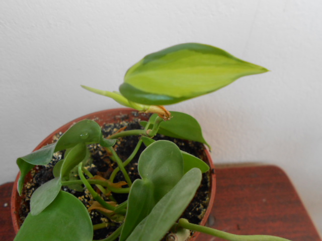 DSCN3711.JPG