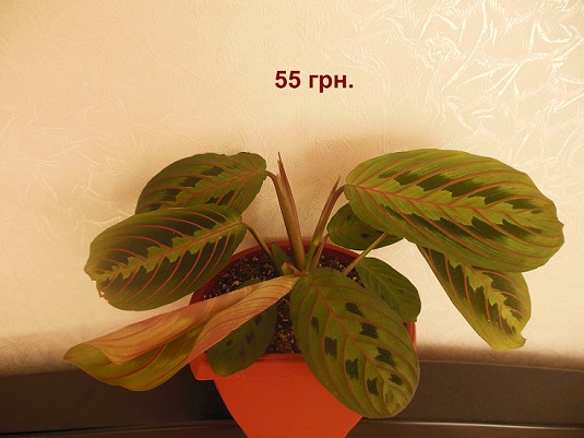 DSCN7434.JPG