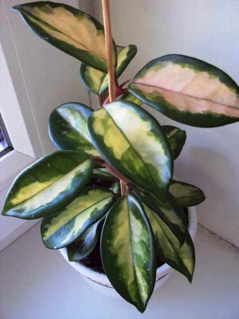 Hoya carnosa Rubra.jpg