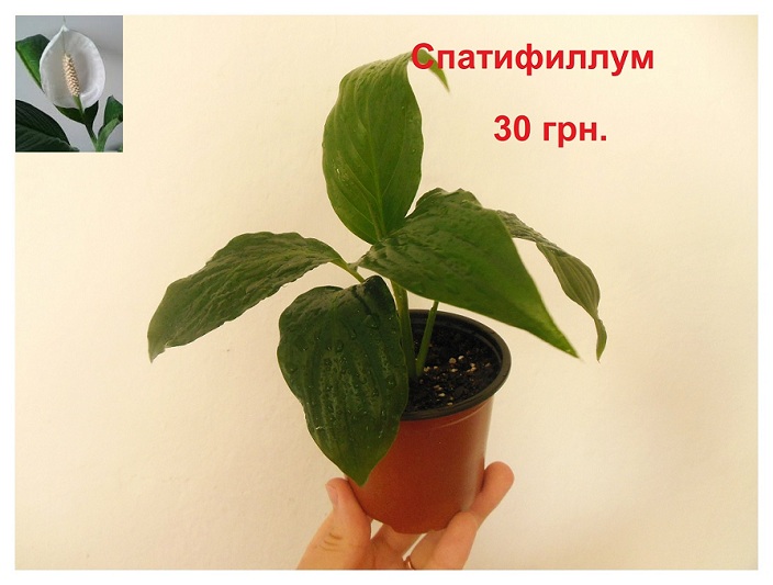 DSCN7459.JPG
