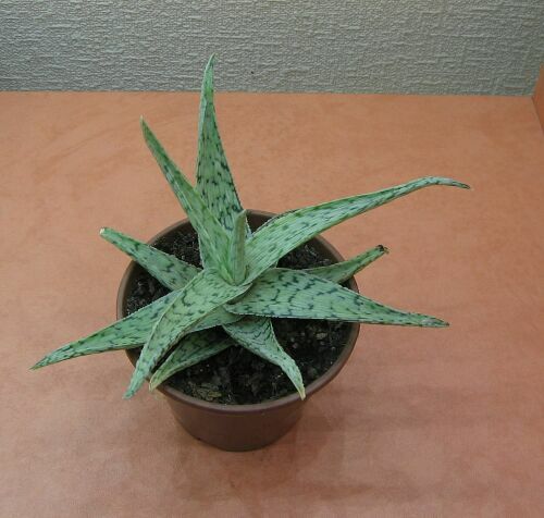 Aloe.jpg
