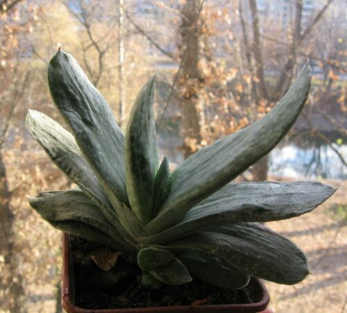 G.d. variegata.jpg