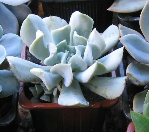 E.Topsy Turvy1.jpg