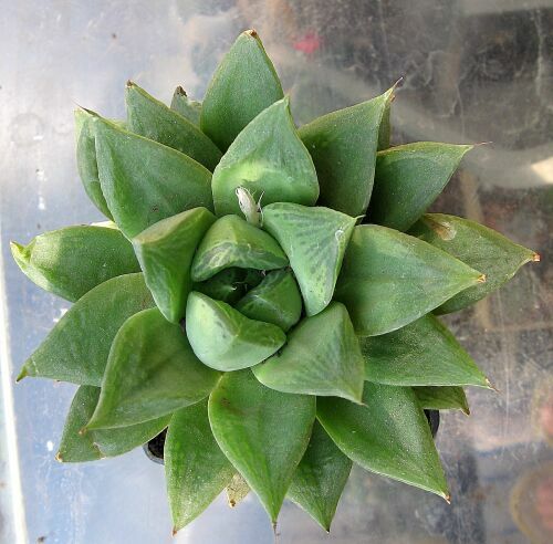 H.cuspidete.jpg