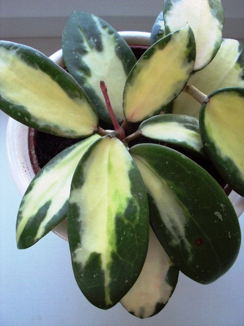 Hoya Acuta variegata.jpg