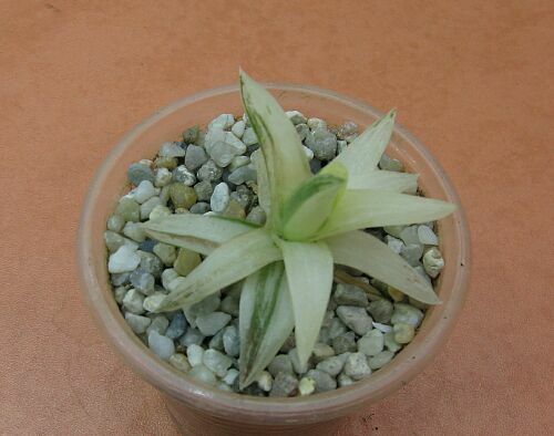 H.cymbifor var..jpg