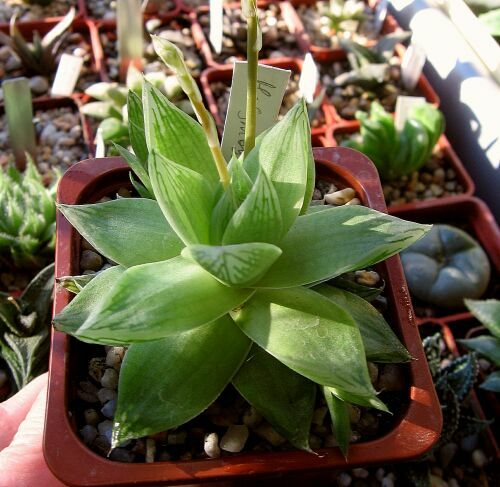 H.cymbifor..jpg
