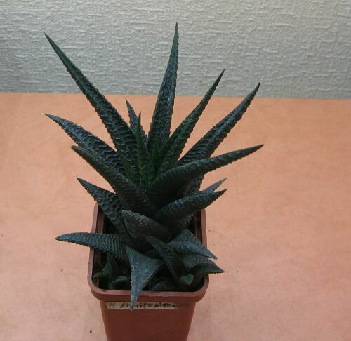 H.limif.xnigra.jpg