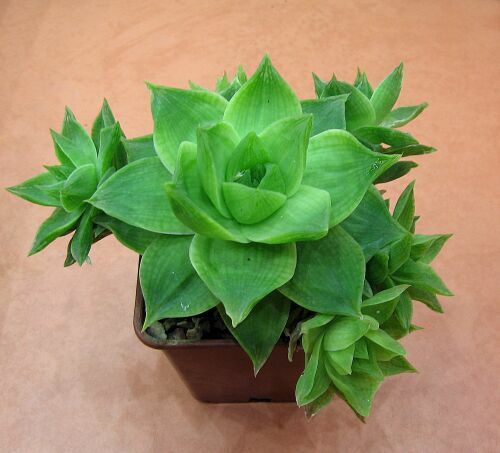 H.cymbifor.v plnif..jpg