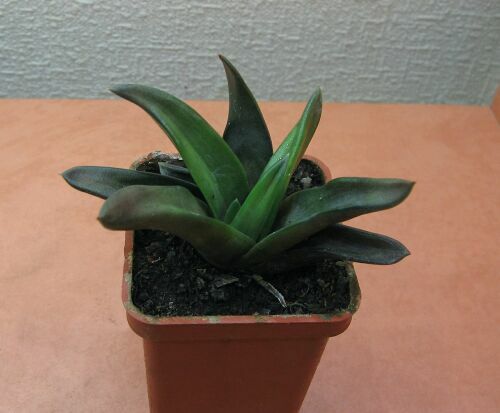 H.scabra.jpg