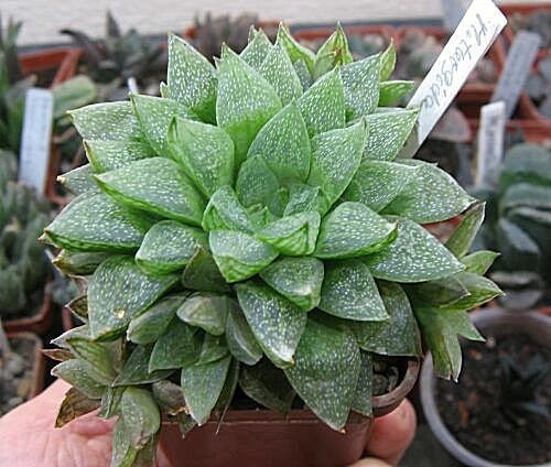 H.turgida.jpg
