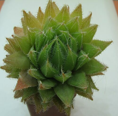 H.transluc..jpg
