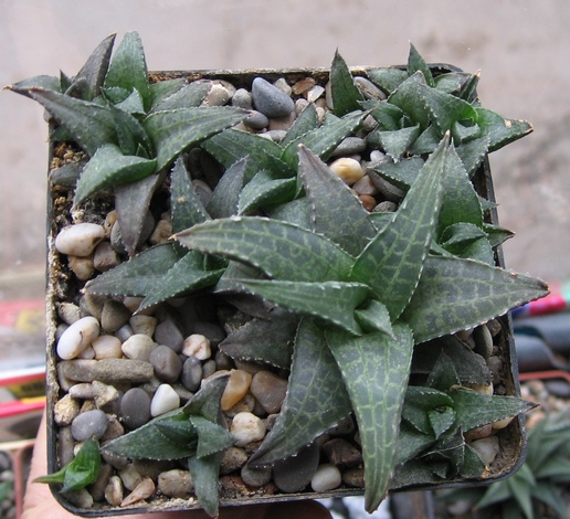 H.venosa v.tes..jpg