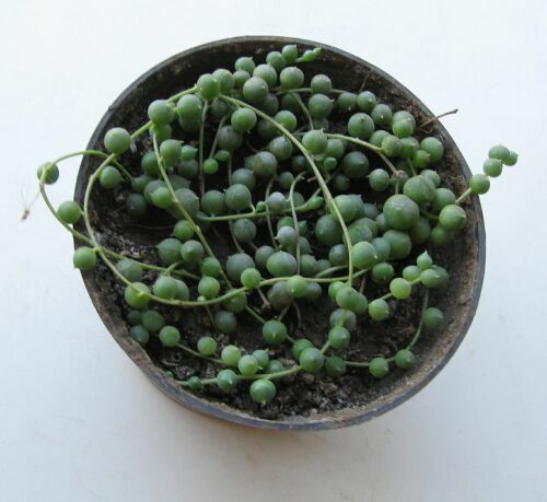 Senecio rowl..jpg