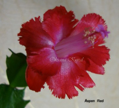 212_cr_cr.jpg