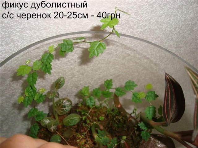 3a4db5fb57b2[1].jpg