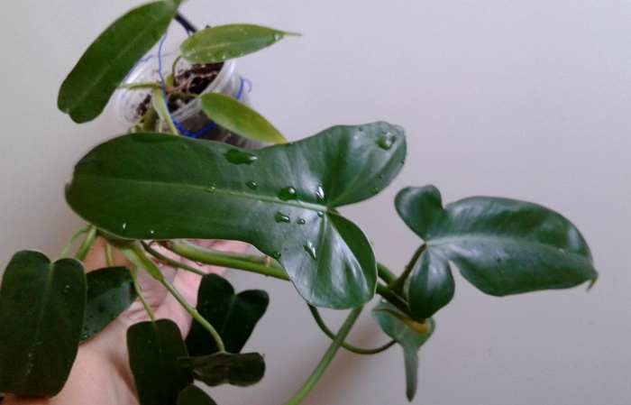 20180821_104304.jpg