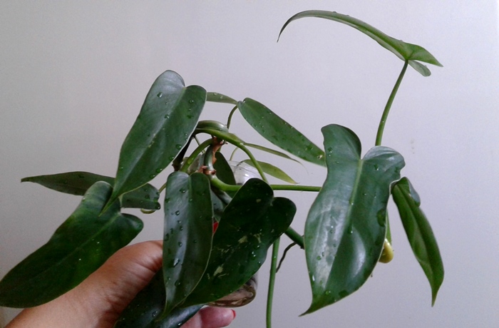 20180821_104312.jpg