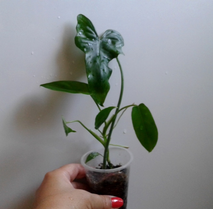 20180821_104237.jpg
