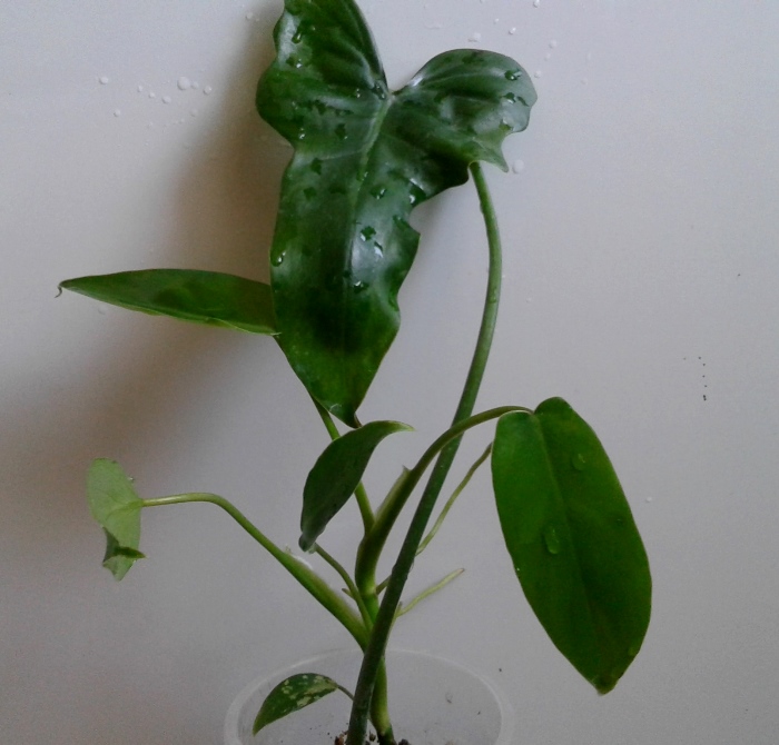 20180821_104220.jpg