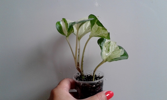 20180817_100226.jpg