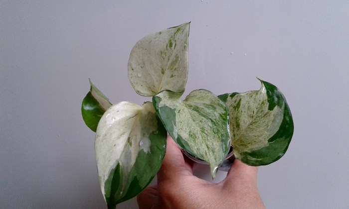 20180817_100218.jpg
