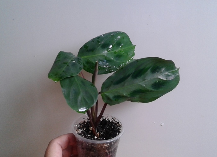 20180817_124339.jpg