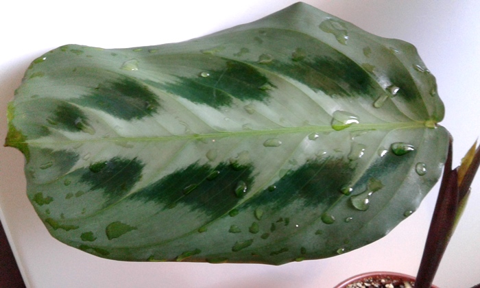 20180821_103858.jpg