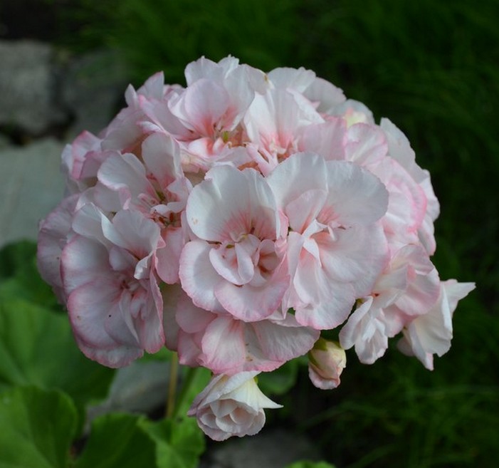 Highfields Attracta.jpg