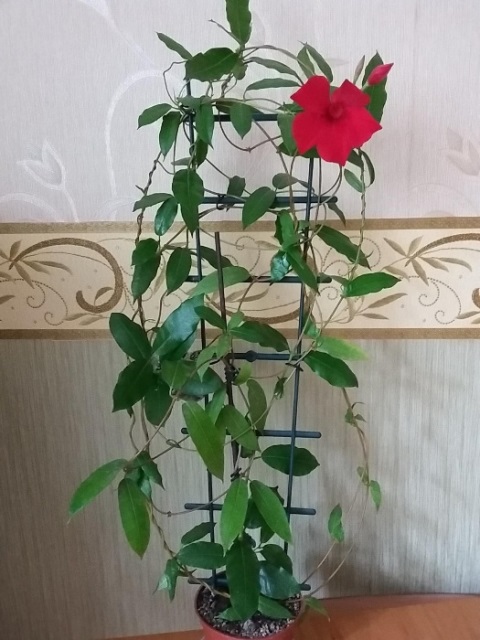 677635364_2_1000x700_mandevilla-sun-parasol-crimson-fotografii_rev002.jpg