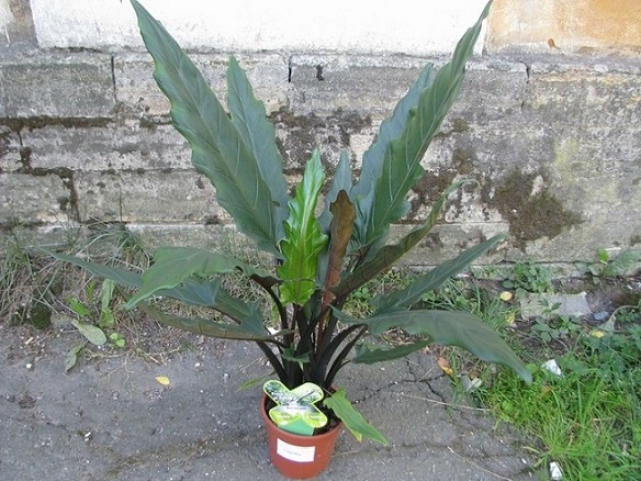 Алоказия Lauterbachiana.jpg