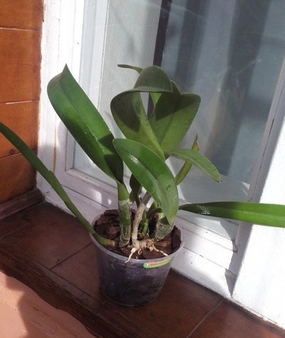 Rlc. Golf Green 'Hair Pig'.jpg