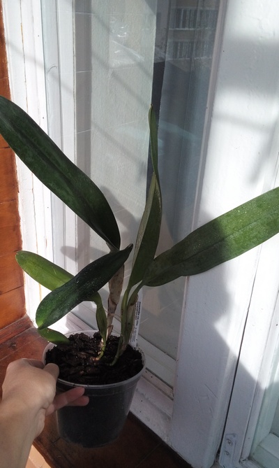 Laeliocattleya Canhamiana coerulea 'Azure Skies'.jpg