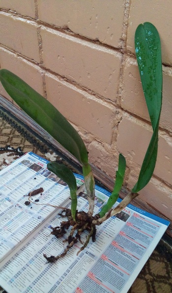 laelia purpurata carnea 1.jpg