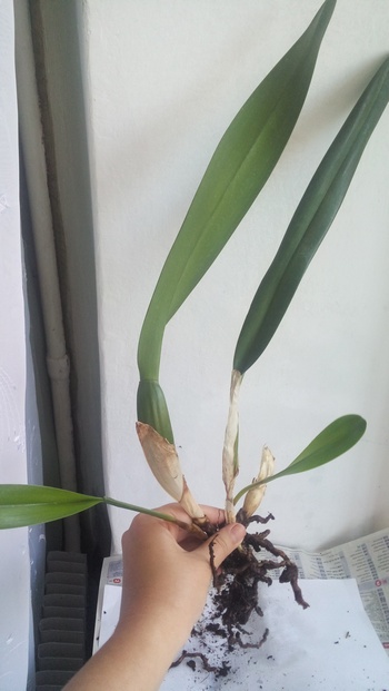 laelia purpurata carnea 3.jpg