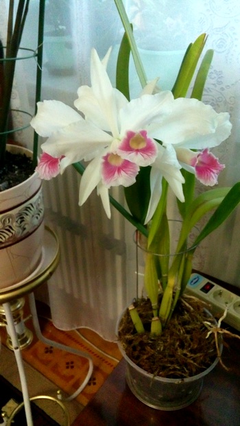 laelia purpurata carnea 5.jpg