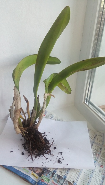 Rhyncholaeliocattleya Chomthong  Fancy 4.jpg