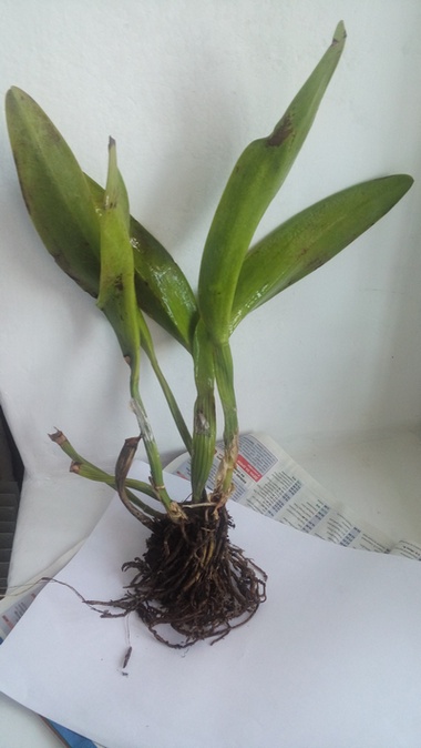 Rhyncholaeliocattleya Chomthong Fancy 1.jpg