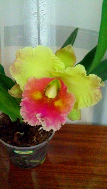 Rhyncholaeliocattleya Chomthong Fancy 8.jpg