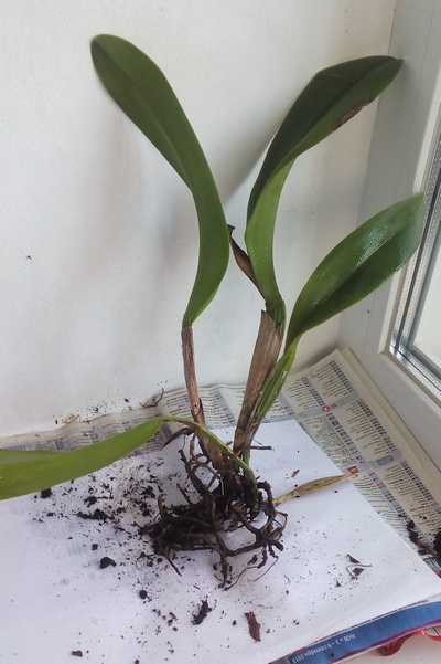 Rlc. Village Chief Triumph Golden Tai Pin 2.jpg