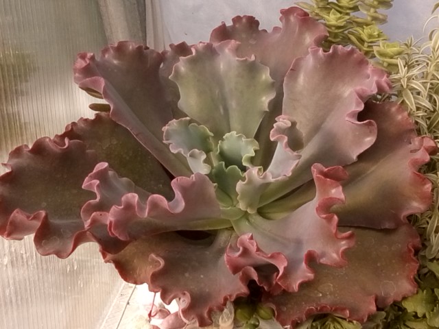DSC_2301.jpg