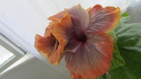 IMG_5045.jpg