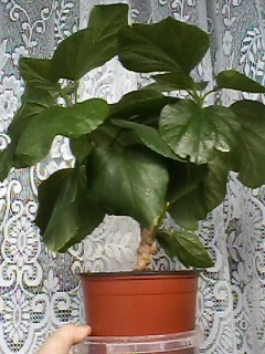 IMG00282.jpg